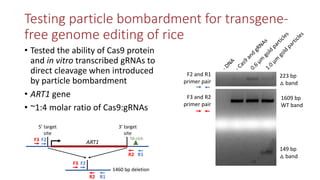 Transgene-free CRISPR/Cas9 genome-editing methods in plants