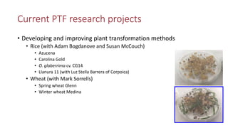 Transgene-free CRISPR/Cas9 genome-editing methods in plants