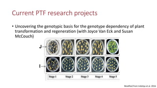 Transgene-free CRISPR/Cas9 genome-editing methods in plants
