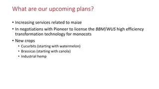 Transgene-free CRISPR/Cas9 genome-editing methods in plants