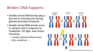 Transgene-free CRISPR/Cas9 genome-editing methods in plants