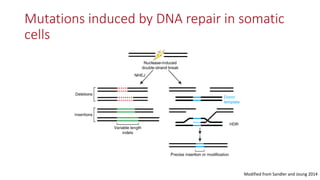 Transgene-free CRISPR/Cas9 genome-editing methods in plants