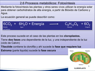 2.6 Procesos metabólicos: Fotosíntesis
Mediante la fotosíntesis las plantas y otros seres vivos utilizan la energía solar
para obtener carbohidratos de alta energía, a partir de Bióxido de Carbono y
Agua.
La ecuación general se puede describir como:
Este proceso sucede en el caso de las plantas en los cloroplastos.
Tiene dos fases una dependiente de la luz, y una independiente de la luz
(ciclo de Calvin)
Tilacóide contiene la clorofila y ahí sucede la fase que requiere luz
Estroma (parte liquida) sucede la fase oscura
6CO2 + 6H2O + Energía C6H12O6 + 6O2
Bióxido Agua Glucosa Oxigeno
de Carbono
1
 