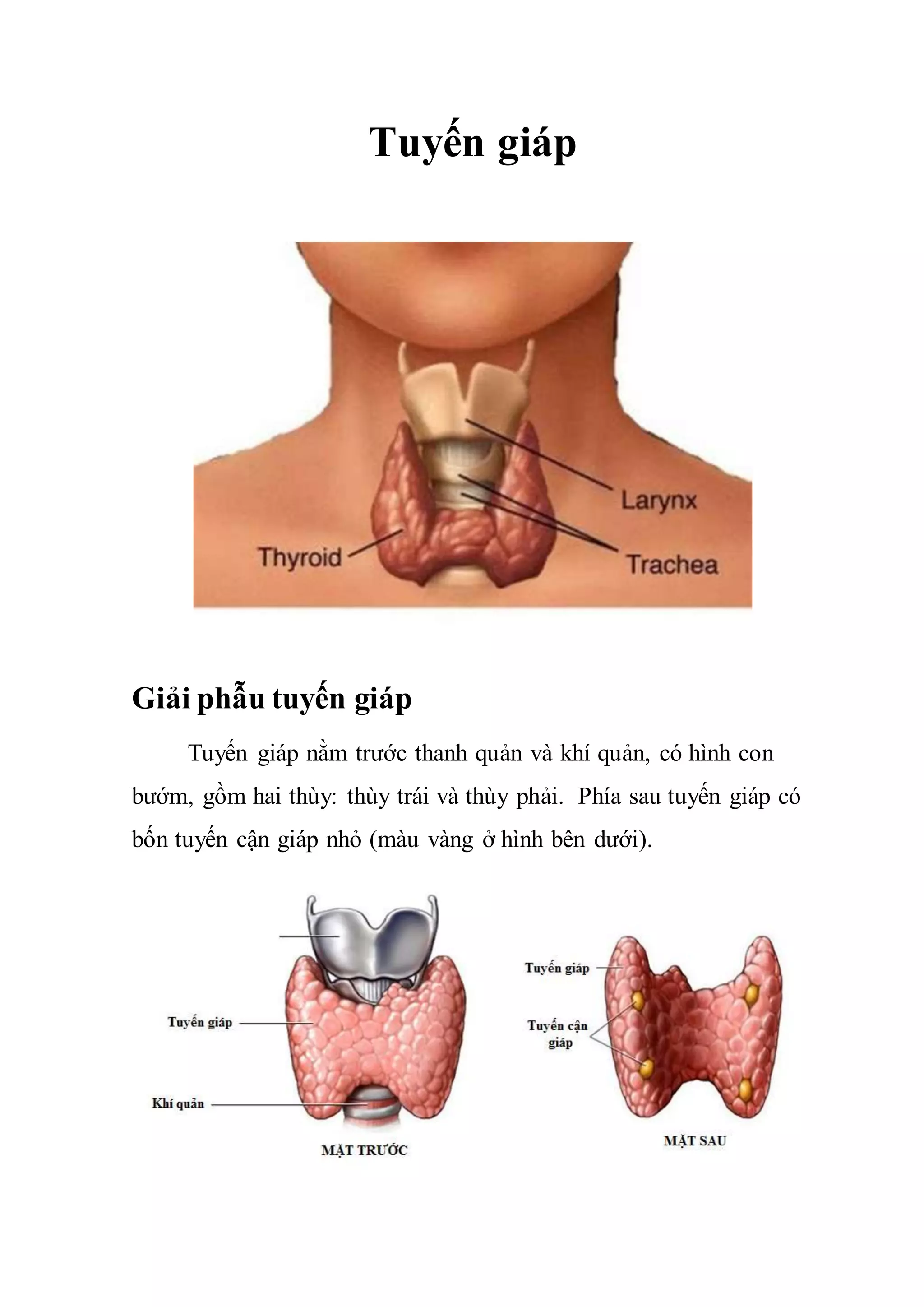 TUYẾN GIÁP TRONG CƠ THỂ NGƯỜI VỚI HÌNH ẢNH GIẢI PHẪU CHI TIẾT