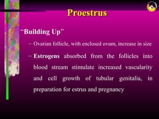 ProestrusProestrus
“Building Up”
– Ovarian follicle, with enclosed ovum, increase in size
– Estrogens absorbed from the follicles into
blood stream stimulate increased vascularity
and cell growth of tubular genitalia, in
preparation for estrus and pregnancy
 