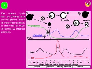 Atresia
CL
CA
Ovulation
CL
Days Relative to the Gonadotropin Surge
0 1 2 3 4 5 6 7 8-1- 2- 3- 4- 5- 6-7
LH
FSH
PGF2α
Estradiol
Progesterone
Metestrus DiestrusProestrusDiestrus Estrus
11
The estrous cycle
may be divided into
several phases based
on behaviour changes
or structural changes
in internal & external
genitalia.
 