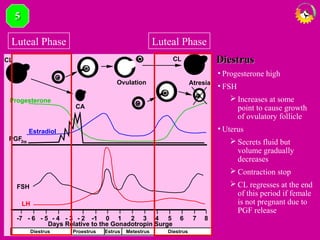 Atresia
CL
CA
Ovulation
CL
Days Relative to the Gonadotropin Surge
0 1 2 3 4 5 6 7 8-1- 2- 3- 4- 5- 6-7
LH
FSH
PGF2α
Estradiol
Progesterone
Metestrus DiestrusProestrusDiestrus Estrus
Luteal PhaseLuteal Phase
DiestrusDiestrus
• Progesterone high
• FSH
 Increases at some
point to cause growth
of ovulatory follicle
• Uterus
 Secrets fluid but
volume gradually
decreases
 Contraction stop
 CL regresses at the end
of this period if female
is not pregnant due to
PGF release
55
 
