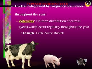• Cycle is categorized by frequency occurrence
throughout the year:
– PolyestrusPolyestrus: Uniform distribution of estrous
cycles which occur regularly throughout the year
• Example: Cattle, Swine, Rodents
TYPES OF ESTROUS CYCLE
 