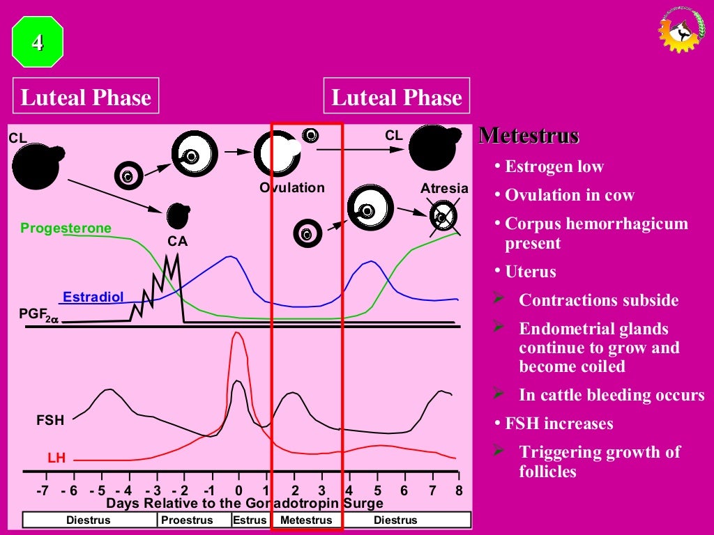 Presentation On ESTROUS CYCLE