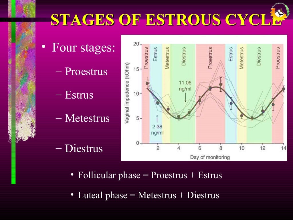 estrous-cycle-diagram