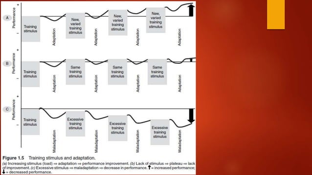 Exercise Physiology - Adaptations | PPTX | Fitness and Exercise ...