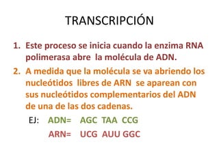 TRANSCRIPCIÓN
1. Este proceso se inicia cuando la enzima RNA
polimerasa abre la molécula de ADN.
2. A medida que la molécula se va abriendo los
nucleótidos libres de ARN se aparean con
sus nucleótidos complementarios del ADN
de una de las dos cadenas.
EJ: ADN= AGC TAA CCG
ARN= UCG AUU GGC
 