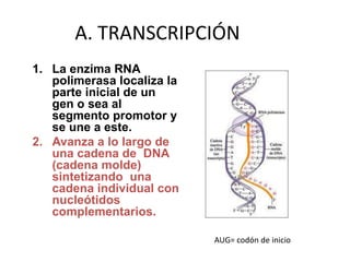 A. TRANSCRIPCIÓN
1. La enzima RNA
polimerasa localiza la
parte inicial de un
gen o sea al
segmento promotor y
se une a este.
2. Avanza a lo largo de
una cadena de DNA
(cadena molde)
sintetizando una
cadena individual con
nucleótidos
complementarios.
AUG= codón de inicio
 