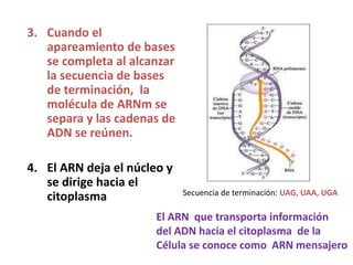 3. Cuando el
apareamiento de bases
se completa al alcanzar
la secuencia de bases
de terminación, la
molécula de ARNm se
separa y las cadenas de
ADN se reúnen.
4. El ARN deja el núcleo y
se dirige hacia el
citoplasma
El ARN que transporta información
del ADN hacia el citoplasma de la
Célula se conoce como ARN mensajero
Secuencia de terminación: UAG, UAA, UGA
 