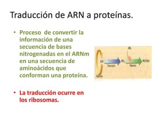 Traducción de ARN a proteínas.
• Proceso de convertir la
información de una
secuencia de bases
nitrogenadas en el ARNm
en una secuencia de
aminoácidos que
conforman una proteína.
• La traducción ocurre en
los ribosomas.
 