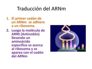 1. El primer codón de
un ARNm se adhiere
a un ribosoma.
2. Luego la molécula de
ARNt (Anticodón)
llevando un
aminoácido
específico se acerca
al ribosoma y se
aparea con el codón
del ARNm
Traducción del ARNm
 