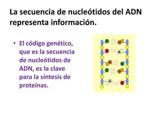 La secuencia de nucleótidos del ADN
representa información.
• El código genético,
que es la secuencia
de nucleótidos de
ADN, es la clave
para la síntesis de
proteínas.
 