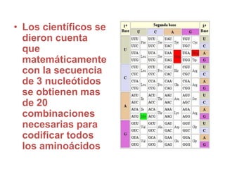 • Los científicos se
dieron cuenta
que
matemáticamente
con la secuencia
de 3 nucleótidos
se obtienen mas
de 20
combinaciones
necesarias para
codificar todos
los aminoácidos
 