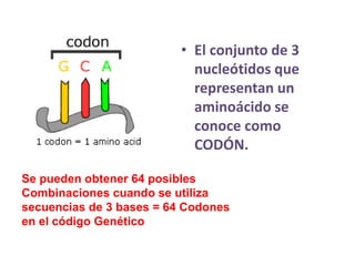 • El conjunto de 3
nucleótidos que
representan un
aminoácido se
conoce como
CODÓN.
Se pueden obtener 64 posibles
Combinaciones cuando se utiliza
secuencias de 3 bases = 64 Codones
en el código Genético
 