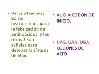 • AUG = CODÓN DE
INICIO.
• UAG, UAA, UGA=
CODONES DE
ALTO
• De los 64 codones
61 son
instrucciones para
la fabricación de
aminoácidos y los
otros 3 son
señales para
detener la síntesis
de ellos.
 