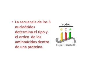 • La secuencia de los 3
nucleótidos
determina el tipo y
el orden de los
aminoácidos dentro
de una proteína.
 