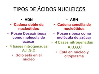 TIPOS DE ÁCIDOS NUCLEICOS
• ADN
• Cadena doble de
nucleótidos
• Posee Desoxiribosa
como molécula de
azúcar
• 4 bases nitrogenadas
A,T,G,C
• Solo está en el
núcleo
• ARN
• Cadena sencilla de
nucleótidos
• Posee ribosa como
molécula de azúcar
• 4 bases nitrogenadas
A,U,G,C
• Está en núcleo y
citoplasma
 