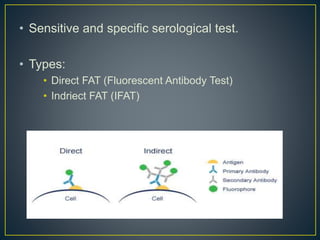 • Sensitive and specific serological test.
• Types:
• Direct FAT (Fluorescent Antibody Test)
• Indriect FAT (IFAT)
 