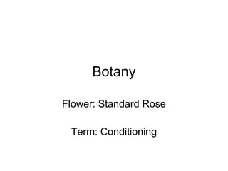 Botany Flower: Standard Rose Term: Conditioning 