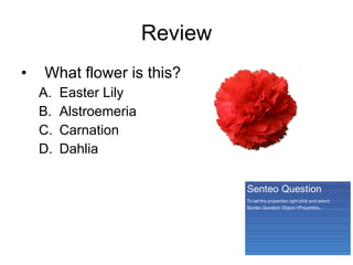 Review What flower is this? Easter Lily Alstroemeria Carnation Dahlia 