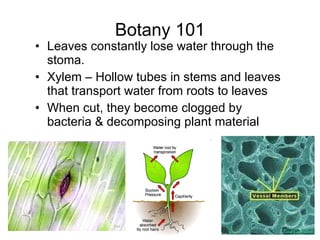 Botany 101 Leaves constantly lose water through the stoma.  Xylem – Hollow tubes in stems and leaves that transport water from roots to leaves When cut, they become clogged by bacteria & decomposing plant material 