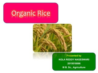 Organic Rice
Presented by
KOLA REDDY NAGESWARI
2015018066
III B. Sc., Agriculture
 