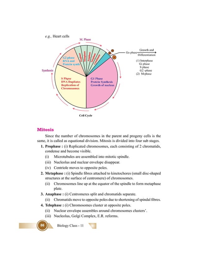 Cell Cycle and Cell Division | PDF