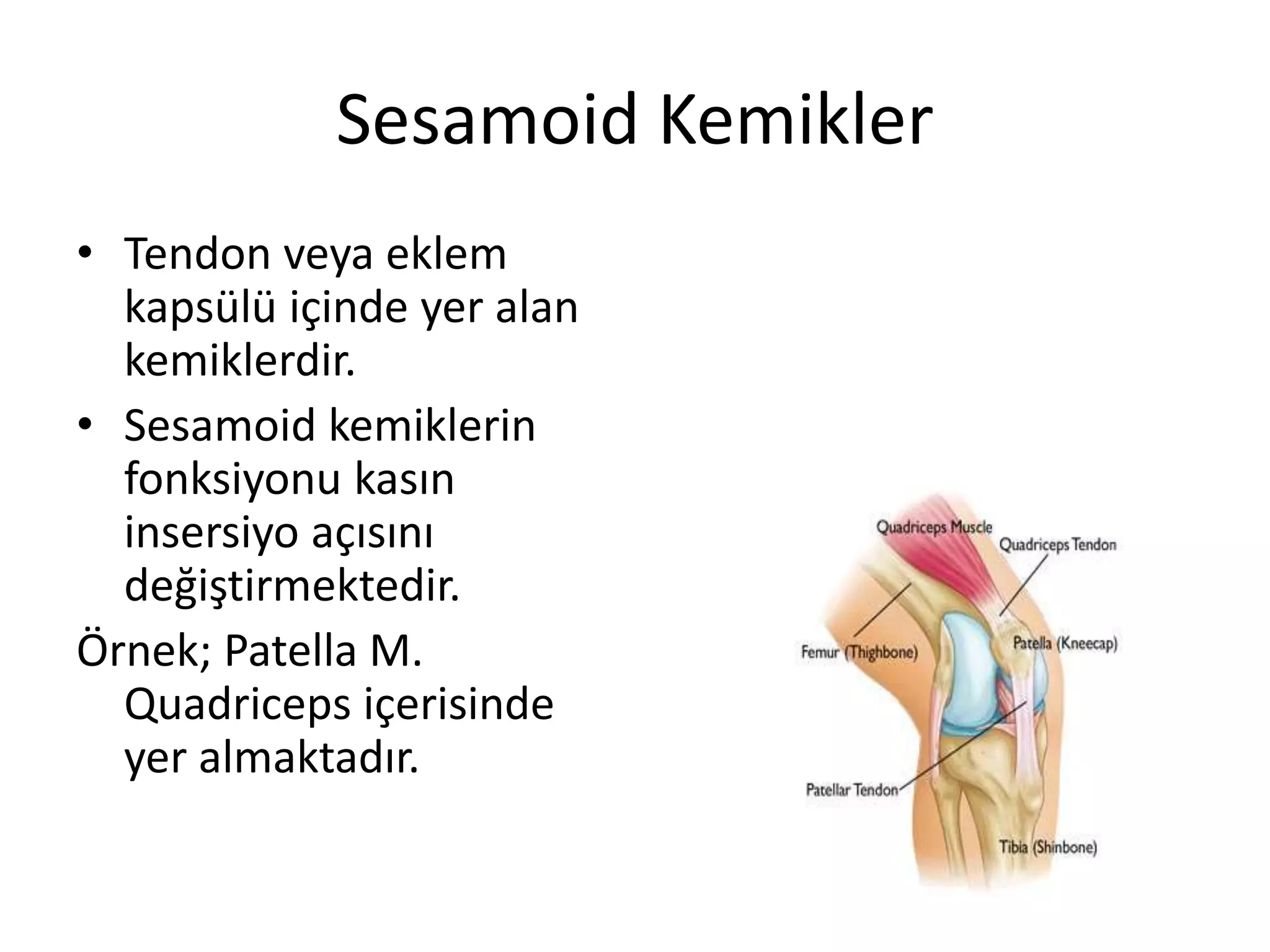 Sesamoid Kemikler
• Tendon veya eklem
kapsülü içinde yer alan
kemiklerdir.
• Sesamoid kemiklerin
fonksiyonu kasın
insersiyo açısını
değiştirmektedir.
Örnek; Patella M.
Quadriceps içerisinde
yer almaktadır.
 
