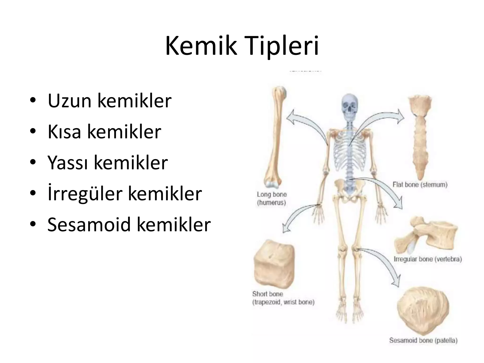 Kemik Tipleri
• Uzun kemikler
• Kısa kemikler
• Yassı kemikler
• İrregüler kemikler
• Sesamoid kemikler
 