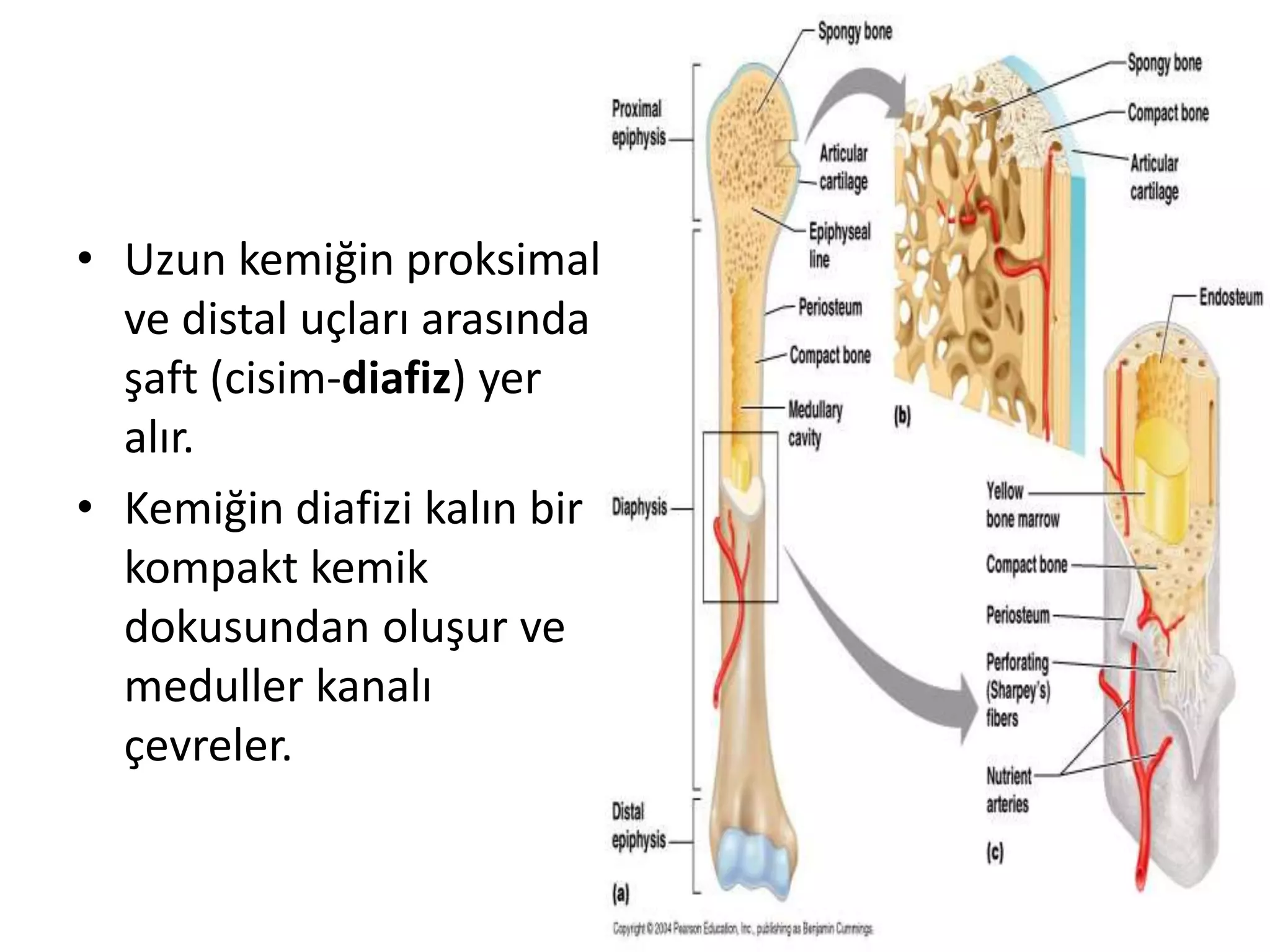 • Uzun kemiğin proksimal
ve distal uçları arasında
şaft (cisim-diafiz) yer
alır.
• Kemiğin diafizi kalın bir
kompakt kemik
dokusundan oluşur ve
meduller kanalı
çevreler.
 