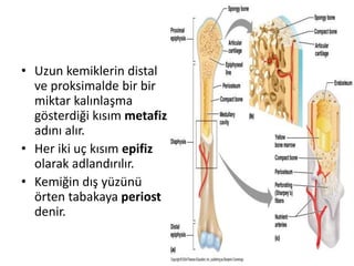 • Uzun kemiklerin distal
ve proksimalde bir bir
miktar kalınlaşma
gösterdiği kısım metafiz
adını alır.
• Her iki uç kısım epifiz
olarak adlandırılır.
• Kemiğin dış yüzünü
örten tabakaya periost
denir.
 