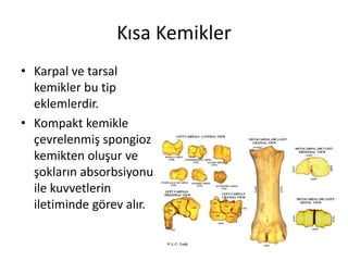 Kısa Kemikler
• Karpal ve tarsal
kemikler bu tip
eklemlerdir.
• Kompakt kemikle
çevrelenmiş spongioz
kemikten oluşur ve
şokların absorbsiyonu
ile kuvvetlerin
iletiminde görev alır.
 