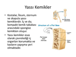 Yassı Kemikler
• Kostalar, İleum, sternum
ve skapula yassı
kemiklerdir. İç ve dış
kompakt kemik tabakası
arasındaki spongioz
kemikten oluşur.
• Yassı kemikler esas
olarak çevrelediği iç
organları korumakta ve
kasların yapışma yeri
olmaktadır.
 