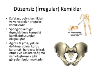 Düzensiz (İrregular) Kemikler
• Kafatası, pelvis kemikleri
ve vertebralar irregular
kemiklerdir.
• Spongioz kemiğin
dışındaki ince kompakt
kemik dokusundan
oluşmuştur.
• Ağırlık taşıma, yükleri
dağıtma, spinal kordu
korumak, harekete iştirak
etmek ve kaslara yapışma
yeri oluşturmak gibi
görevleri bulunmaktadır.
 