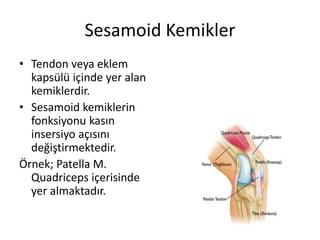 Sesamoid Kemikler
• Tendon veya eklem
kapsülü içinde yer alan
kemiklerdir.
• Sesamoid kemiklerin
fonksiyonu kasın
insersiyo açısını
değiştirmektedir.
Örnek; Patella M.
Quadriceps içerisinde
yer almaktadır.
 