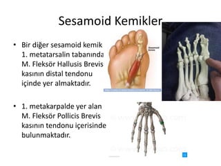 Sesamoid Kemikler
• Bir diğer sesamoid kemik
1. metatarsalin tabanında
M. Fleksör Hallusis Brevis
kasının distal tendonu
içinde yer almaktadır.
• 1. metakarpalde yer alan
M. Fleksör Pollicis Brevis
kasının tendonu içerisinde
bulunmaktadır.
 