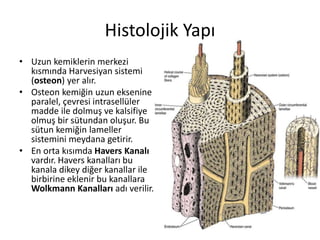 Histolojik Yapı
• Uzun kemiklerin merkezi
kısmında Harvesiyan sistemi
(osteon) yer alır.
• Osteon kemiğin uzun eksenine
paralel, çevresi intrasellüler
madde ile dolmuş ve kalsifiye
olmuş bir sütundan oluşur. Bu
sütun kemiğin lameller
sistemini meydana getirir.
• En orta kısımda Havers Kanalı
vardır. Havers kanalları bu
kanala dikey diğer kanallar ile
birbirine eklenir bu kanallara
Wolkmann Kanalları adı verilir.
 