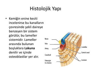 Histolojik Yapı
• Kemiğin enine kesiti
incelenirse bu kanalların
çevresinde şekli daireye
benzeyen bir sistem
görülür, bu lameller
sistemidir. Lameller
arasında bulunan
boşluklara Lakuna
denilir ve içinde
osteoblastlar yer alır.
 