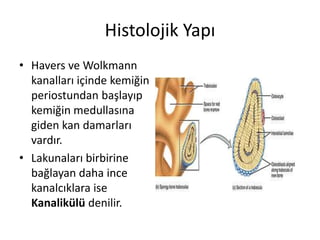 Histolojik Yapı
• Havers ve Wolkmann
kanalları içinde kemiğin
periostundan başlayıp
kemiğin medullasına
giden kan damarları
vardır.
• Lakunaları birbirine
bağlayan daha ince
kanalcıklara ise
Kanalikülü denilir.
 