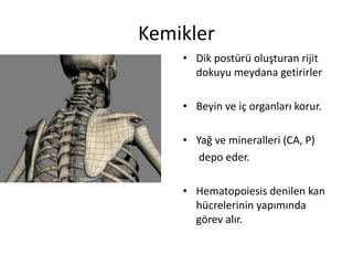 Kemikler
• Dik postürü oluşturan rijit
dokuyu meydana getirirler
• Beyin ve iç organları korur.
• Yağ ve mineralleri (CA, P)
depo eder.
• Hematopoiesis denilen kan
hücrelerinin yapımında
görev alır.
 