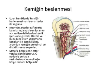 Kemiğin beslenmesi
• Uzun kemiklerde kemiğin
beslenmesi nutriyen arterler
ile sağlanır.
• Nutriyen arterler şaftın orta
kısımlarında nutriyen foramen
adı verilen deliklerden kemik
içerisinde girerek, Havers ve
bunu birleştiren Wolkmann
kanalları ile kemik iliğine,
ardından kemiğin proksimal ve
distal kısmına seyreder.
• Metafiz bölgesinde arter
yatakçıkları oluşturur. O
nedenle en fazla
vaskularizasyonun olduğu
bölge metafiz bölgesidir.
 