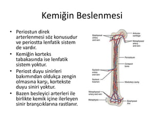 Kemiğin Beslenmesi
• Periostun direk
arterlenmesi söz konusudur
ve periostta lenfatik sistem
de vardır.
• Kemiğin korteks
tabakasında ise lenfatik
sistem yoktur.
• Periost duyu sinirleri
bakımından oldukça zengin
olmasına karşı, kortekste
duyu siniri yoktur.
• Bazen besleyici arterleri ile
birlikte kemik içine ilerleyen
sinir branşcıklarına rastlanır.
 