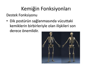 Kemiğin Fonksiyonları
Destek Fonksiyonu
• Dik postürün sağlanmasında vücuttaki
kemiklerin birbirleriyle olan ilişkileri son
derece önemlidir.
 