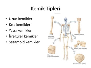 Kemik Tipleri
• Uzun kemikler
• Kısa kemikler
• Yassı kemikler
• İrregüler kemikler
• Sesamoid kemikler
 