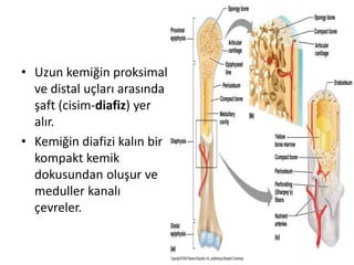 • Uzun kemiğin proksimal
ve distal uçları arasında
şaft (cisim-diafiz) yer
alır.
• Kemiğin diafizi kalın bir
kompakt kemik
dokusundan oluşur ve
meduller kanalı
çevreler.
 